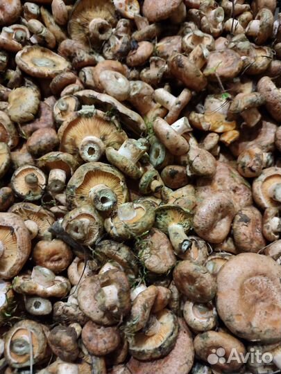 Рыжики свежие