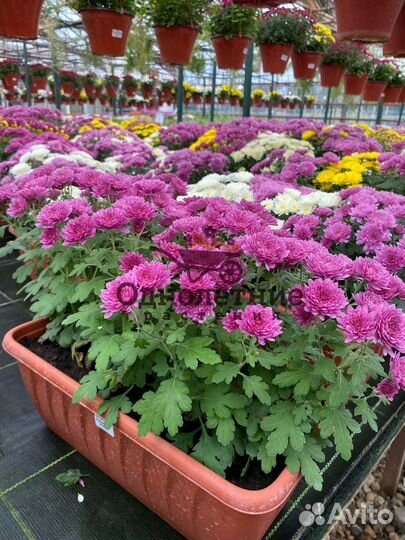 Хризантема Мультифлора в балконном ящике