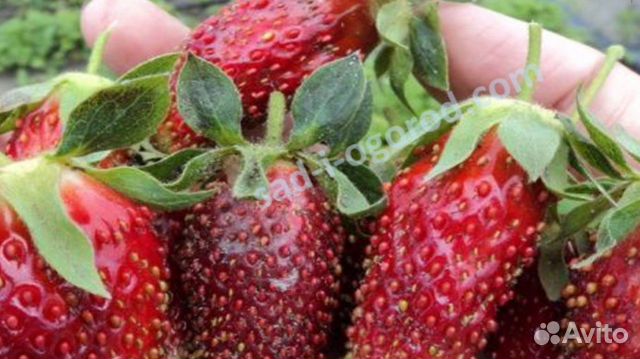 Клубника Купчиха, Альбион