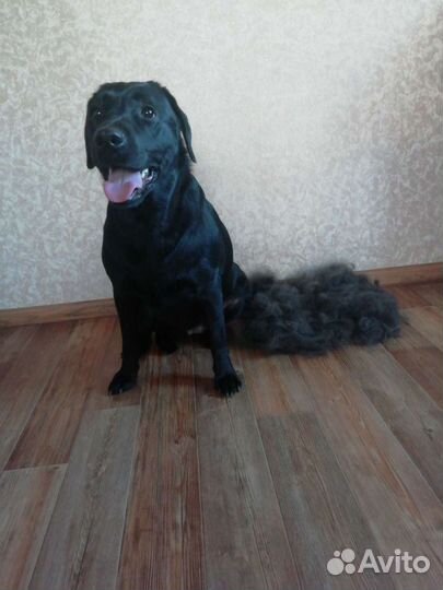 Груминг собак