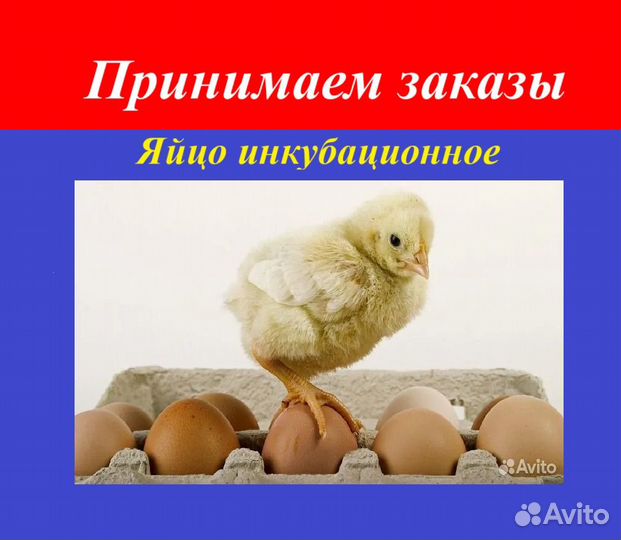 Инкубационное яйцо