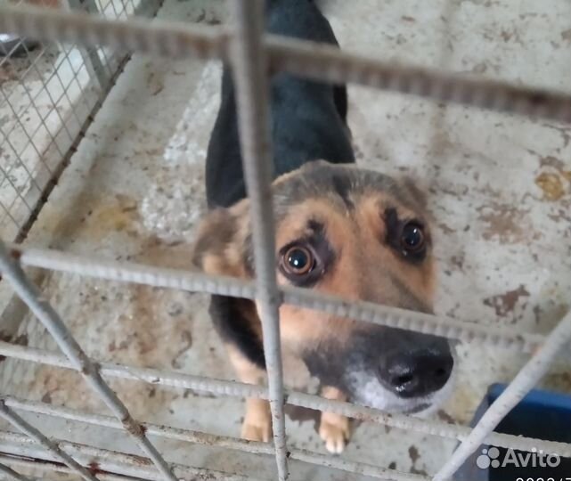 Собака ищет хозяев