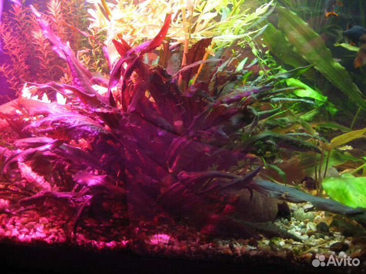 Растения, рыбы, корм. Зеленоград