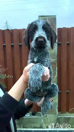 Щенки дратхаара