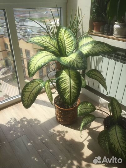 Комнатные растения -диффенбахия