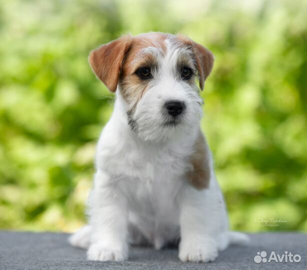 Джек Рассел Терьер мс Ягуар