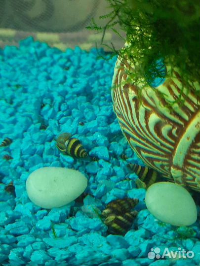 Улитки Хелены, Маризы