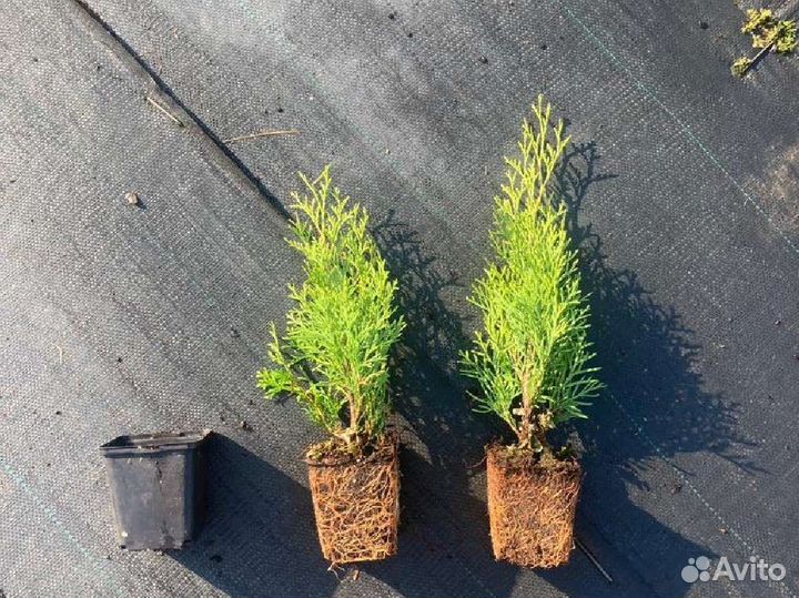 Рассада туи смарагд в касетах и п9