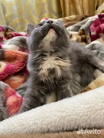 Котенок в добрые руки