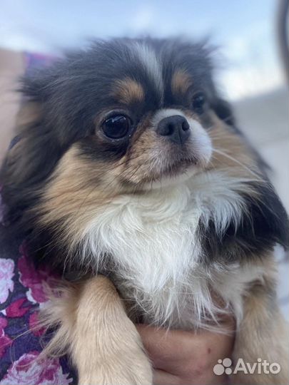 Шикарный кобель чихуахуа