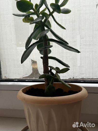 Денежное дерево