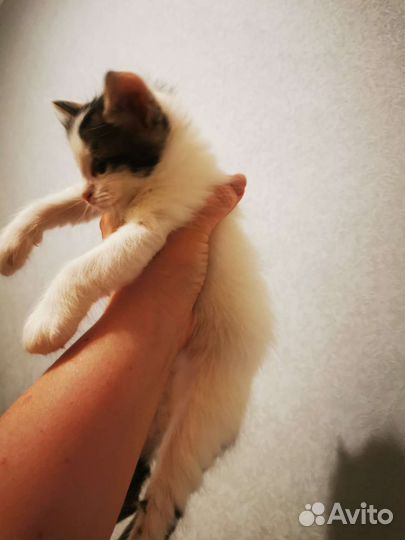 Котята сибирской породы