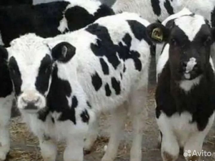 Бычки и телята