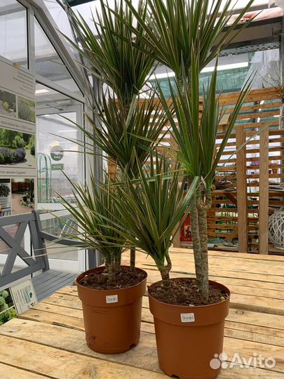 Комнатные растения фикус