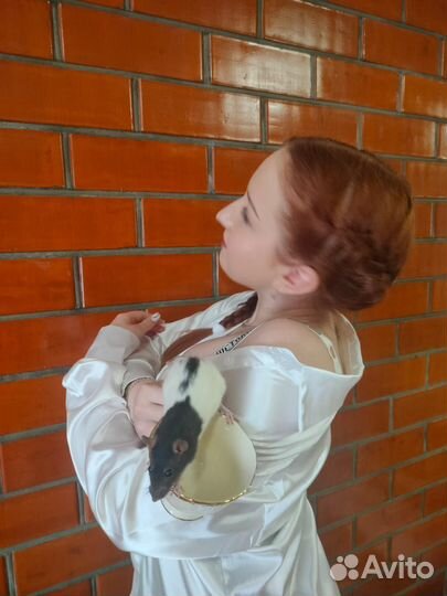 Декоративная крыса