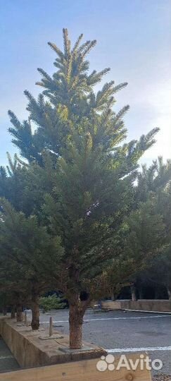 Сосна пихта елка новогодняя