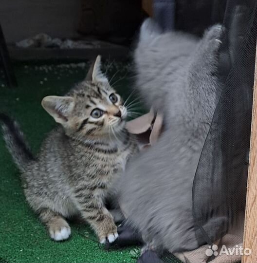 Кошка в дар бесплатно