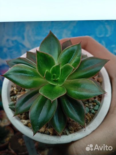 Эхеверия в декоративном кашпо