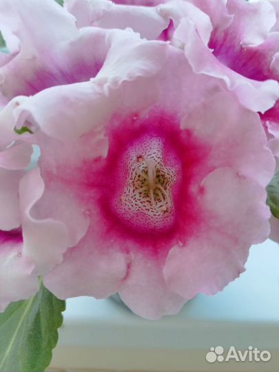 Глоксиния лист