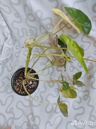 Филодендрон бурле макс вариегатный