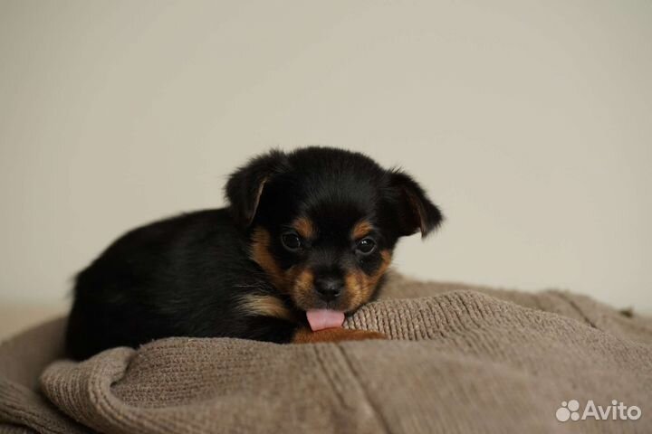 Йоркширский терьер щенки