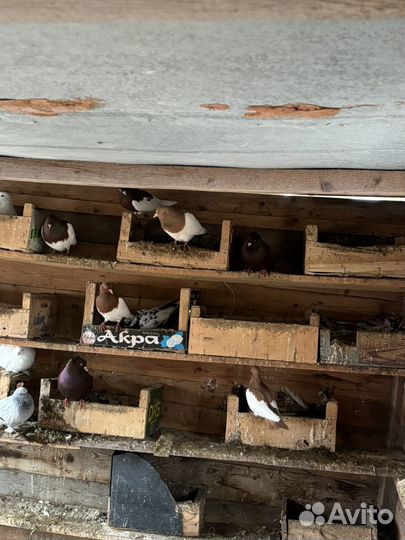 Продажа голубей
