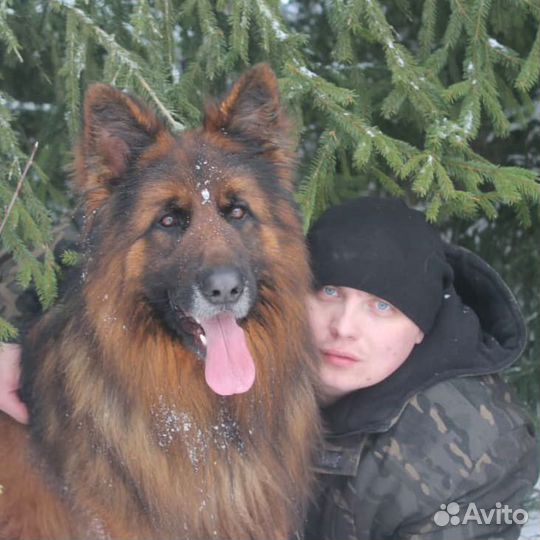 Немецкая овчарка вязка