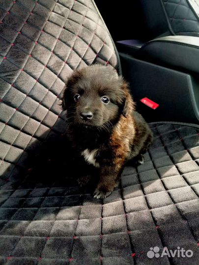 Щенок бесподобный Коротколапик, будет не высокой