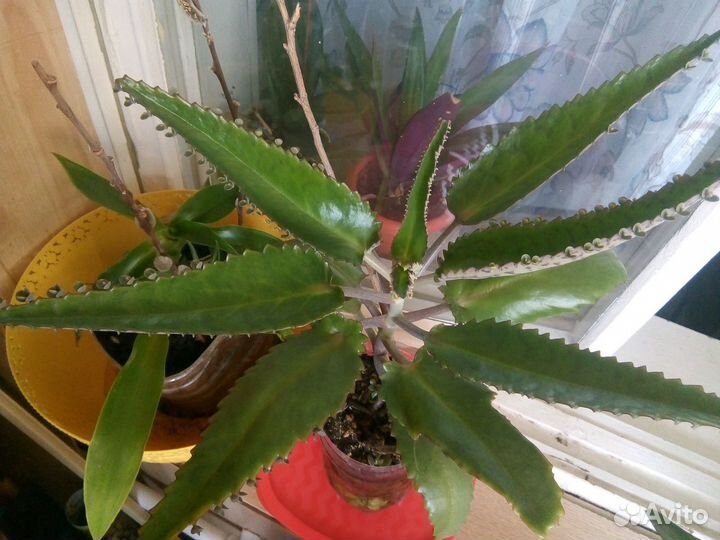 Каланхоэ для лечебных целей. р-н 