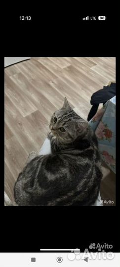 Шотландский кот на вязку