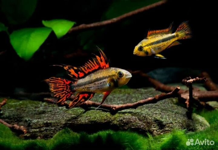 Анциструсы, L сомы, апистограммы, коридорасы