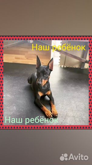 Щенки Цвергпинчер
