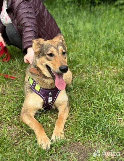 Мякишная собака из приюта