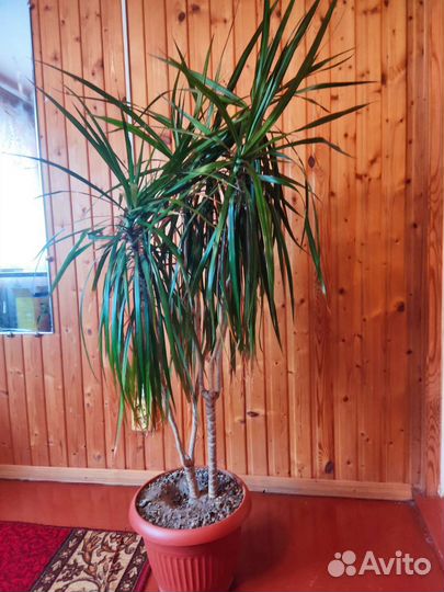 Пальма драцена