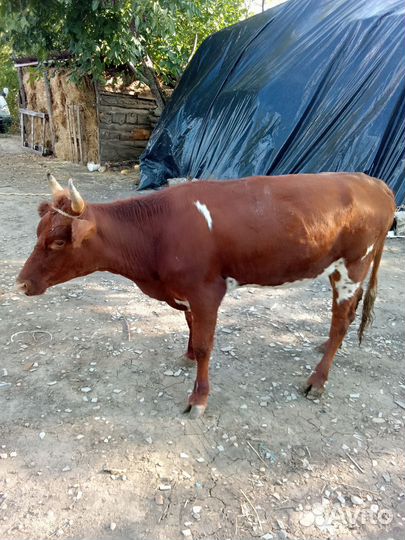 Продаю двух тёлок