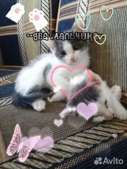 Котята в добрые руки