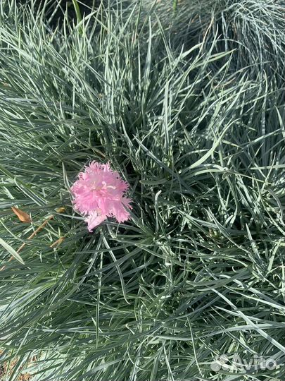 Гвоздика перистая