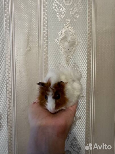 Морская свинка розетка