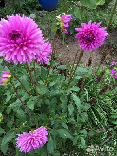 Бадан, Примула, Посконник, Хелоне,Георгины