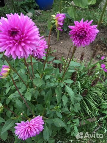 Бадан, Примула, Посконник, Хелоне,Георгины