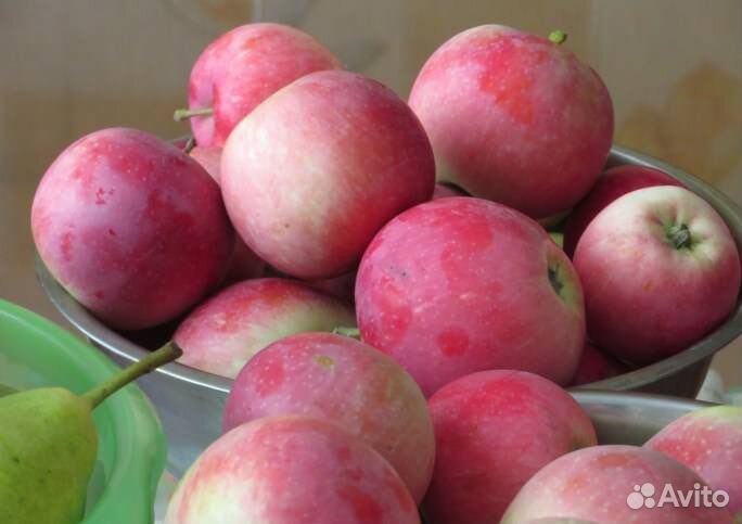 Саженцы карликовой Яблони Слава-Победителям