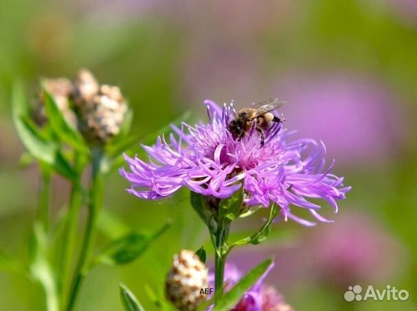 Мёд 24 года натуральный опт