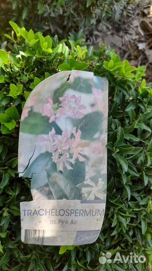 Трахеспермум