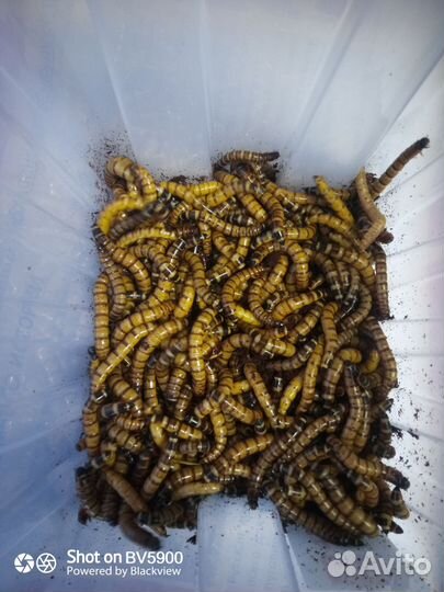 Кормовые насекомые