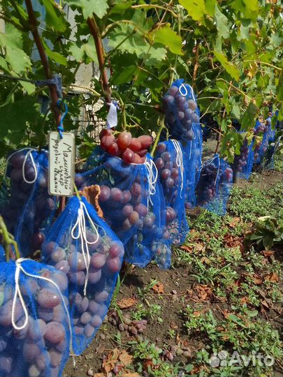 Саженцы и черенки столового винограда