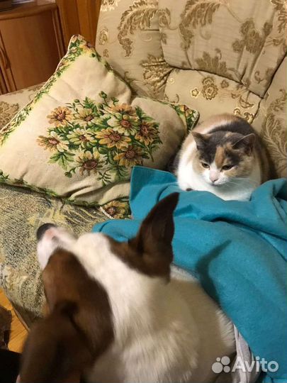 Кошки в добрые руки бесплатно