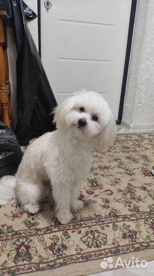 Мальтийская болонка вязка