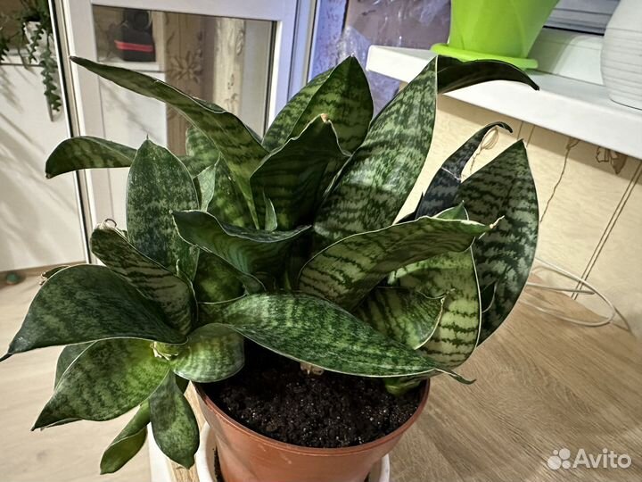 Сансевиерия ханни