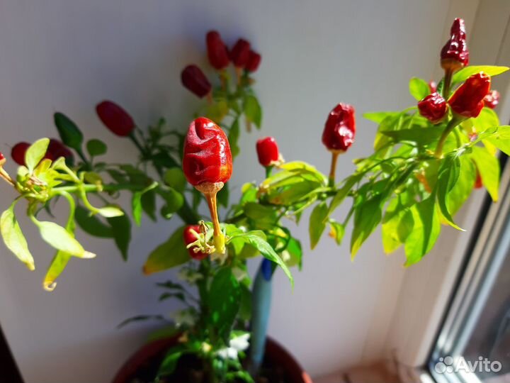 Рассада перца,помидора