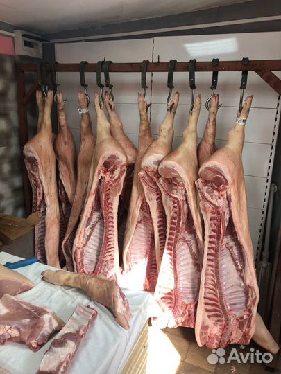 Продам мясо свинина свежее